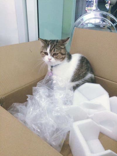 Pet Avenue Animal Hospital (โรงพยาบาลสัตว์เพ็ทอเวนิว) 3