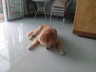 Lovely Dog Hotel (สายไหม 67) Dog Hotel 2