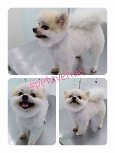 Pet Avenue Animal Hospital (โรงพยาบาลสัตว์เพ็ทอเวนิว) 4