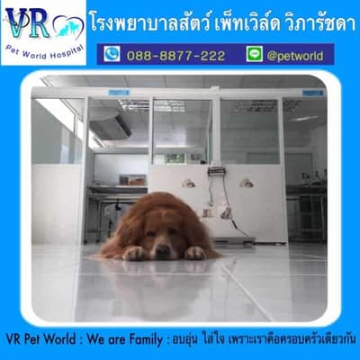 Petworld VR (โรงพยาบาลสัตว์เพ็ทเวิล์ด วิภารัชดา) 2