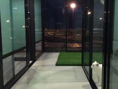 cat cave hotel (แคท เคฟว โฮเทล) Cat Hotel 2