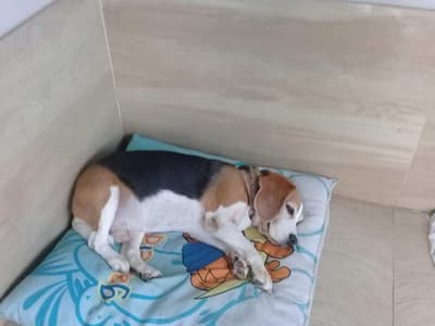 Lovely Dog Hotel (สายไหม 67) Dog Hotel 3