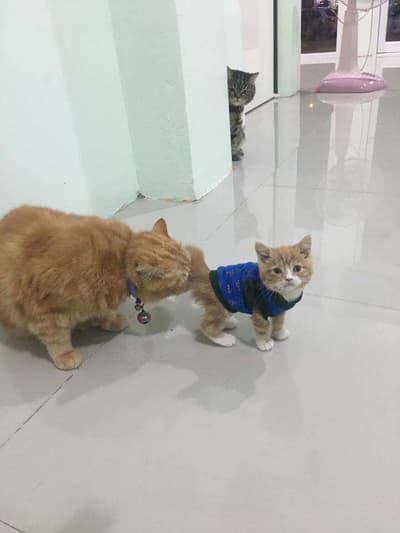Pet Avenue Animal Hospital (โรงพยาบาลสัตว์เพ็ทอเวนิว) 5