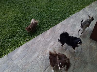 Lovely Dog Hotel (สายไหม 67) Dog Hotel 5
