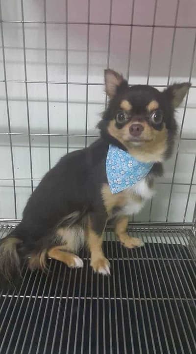 Pet Avenue Animal Hospital (โรงพยาบาลสัตว์เพ็ทอเวนิว) 6