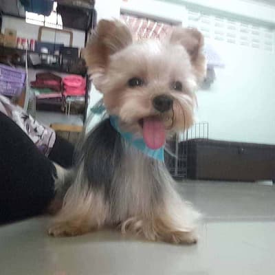Pet Avenue Animal Hospital (โรงพยาบาลสัตว์เพ็ทอเวนิว) 7