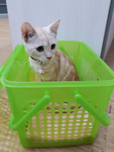 โรงพยาบาลสัตว์อุ่นใจรักษ์สัตวแพทย์ (จรัญสนิทวงศ์) 3