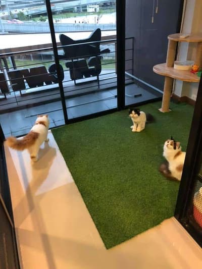 cat cave hotel (แคท เคฟว โฮเทล) Cat Hotel 3