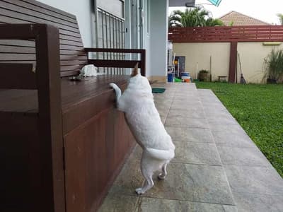 Lovely Dog Hotel (สายไหม 67) Dog Hotel 6