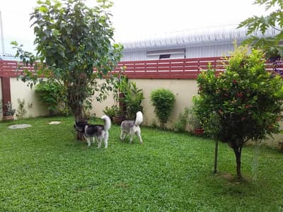Lovely Dog Hotel (สายไหม 67) Dog Hotel 8