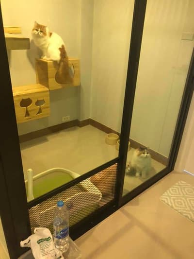 cat cave hotel (แคท เคฟว โฮเทล) Cat Hotel 4