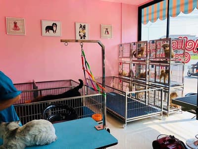 Hello puppy grooming & cafe (ซอยนัมเบอร์วัน-ราม2) 5