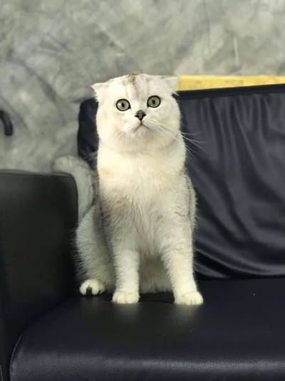 Star Pet Grooming (ดอนเมือง) 7