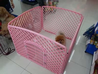 The Pet Town (โครงการVizio รามคำแหง) 2