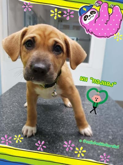 Banyenjai vetclinic (บ้านเย็นใจ คลินิกรักษาสัตว์) 5