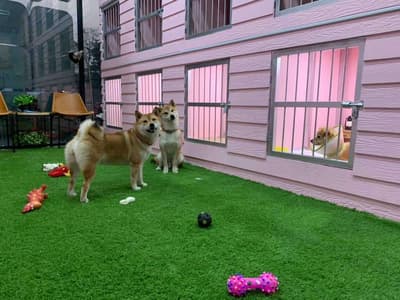Hello puppy grooming & cafe (ซอยนัมเบอร์วัน-ราม2) 6
