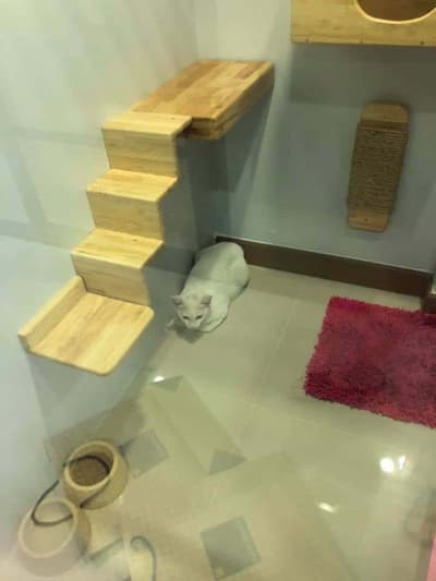 cat cave hotel (แคท เคฟว โฮเทล) Cat Hotel 5