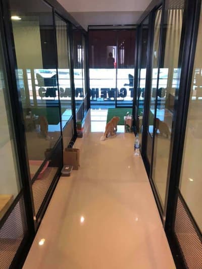 cat cave hotel (แคท เคฟว โฮเทล) Cat Hotel 6