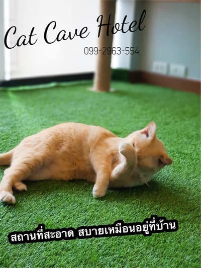 cat cave hotel (แคท เคฟว โฮเทล) Cat Hotel 7