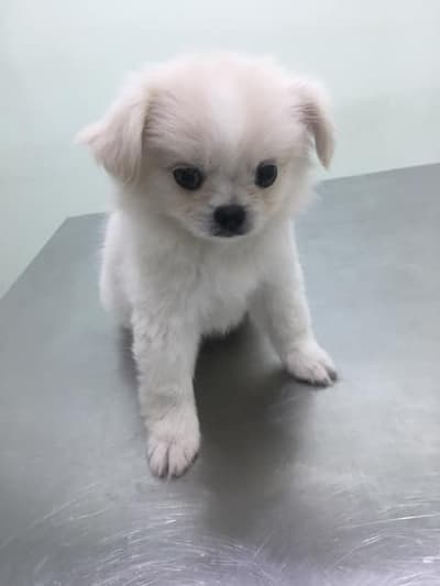 Pet Avenue Animal Hospital (โรงพยาบาลสัตว์เพ็ทอเวนิว) 8