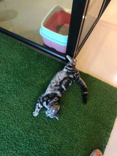 cat cave hotel (แคท เคฟว โฮเทล) Cat Hotel 8