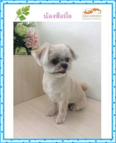 Animal Hospital Ratchada (โรงพยาบาลสัตว์รัชดา) 5