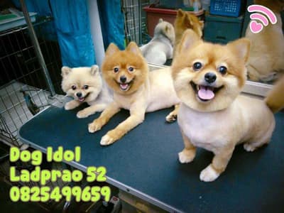 Dog Idol (ลาดพร้าว52) Grooming 3