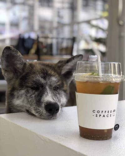 The Dog Hotel BKK (รัชดา) 6