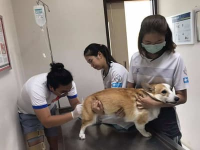 Ohayo Pet Hospital (แม่ริม) 3