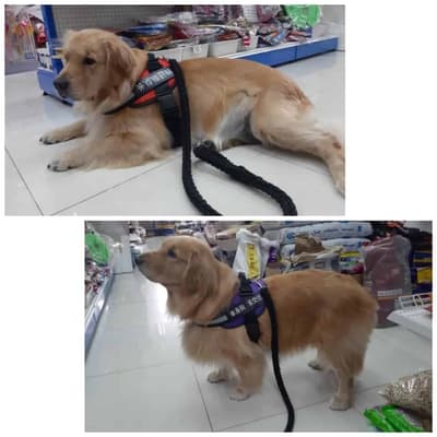 The Pet Town (โครงการVizio รามคำแหง) 4