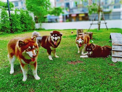 Pet Friends Bangsaen (บางแสน) 3