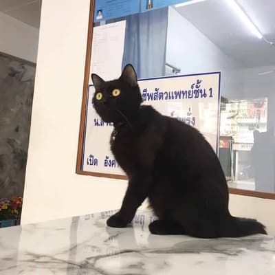 คลินิกรักษาสัตว์ประชาอุทิศ (ดอนเมือง) 3