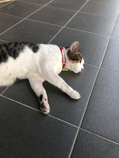 cat cave hotel (แคท เคฟว โฮเทล) Cat Hotel 9