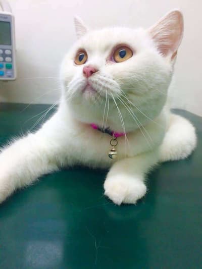 Animal Hospital Ratchada (โรงพยาบาลสัตว์รัชดา) 6