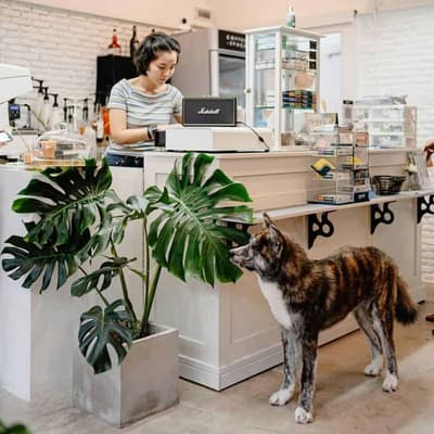 The Dog Hotel BKK (รัชดา) 5