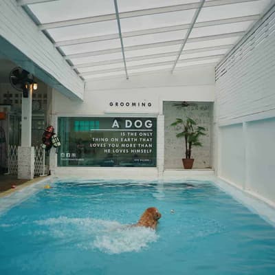 The Dog Hotel BKK (รัชดา) 4