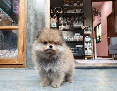 Koii Dog Home - โคอิ ด็อกโฮม 7