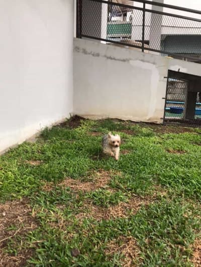 Ohayo Pet Hospital (แม่ริม) 4