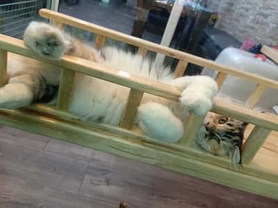 Cathotel99 (แคทโฮเทล99) Cat Hotel&Grooming 3
