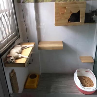 Cathotel99 (แคทโฮเทล99) Cat Hotel&Grooming 5