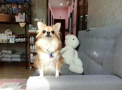 Koii Dog Home - โคอิ ด็อกโฮม 6