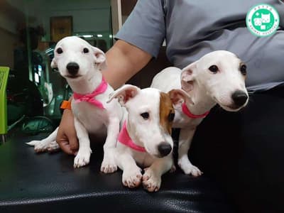 โรงพยาบาลสัตว์เพ็ทโตะ Petto Animal Hospital 1