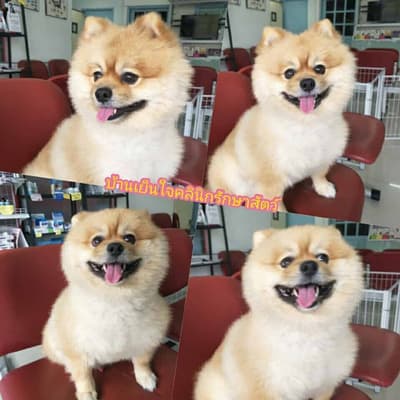 Banyenjai vetclinic (บ้านเย็นใจ คลินิกรักษาสัตว์) 6