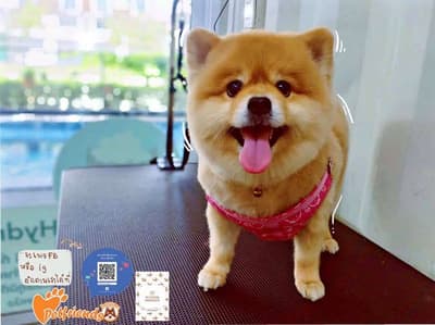Pet Friends Bangsaen (บางแสน) 4