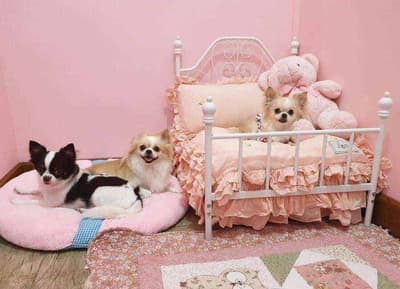 Koii Dog Home - โคอิ ด็อกโฮม 5