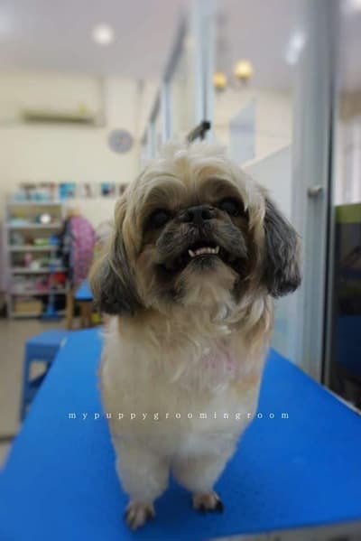 My Puppy (บางใหญ่) 1