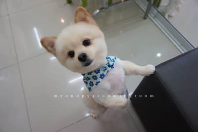 My Puppy (บางใหญ่) 2