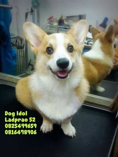 Dog Idol (ลาดพร้าว52) Grooming 4