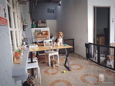 DogHome (บ้านรักสุนัข) Dog Hotel 2