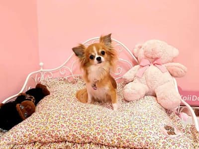 Koii Dog Home - โคอิ ด็อกโฮม 4